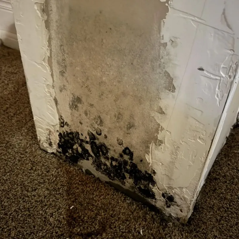 Professional Mold Removal in Fountain Inn, SC